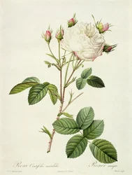 Rosa Centifolia Mutabilis, rytina od Bessina, vydal Remond